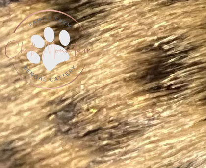 Bengal color genetics example blue snow white black melanistic snow lynx snow mink silver brown bengal color